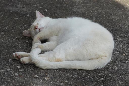 ねこ ねこ にゃんこ,可愛い,野良猫の写真素材