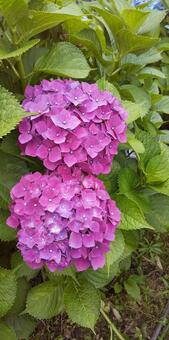 紫陽花1 紫陽花1の写真