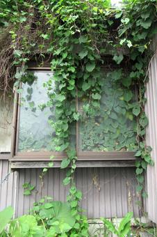 室内にまで蔓が入り込んだ郊外の空き家 室内にまで蔓が入り込んだ郊外の空き家の写真