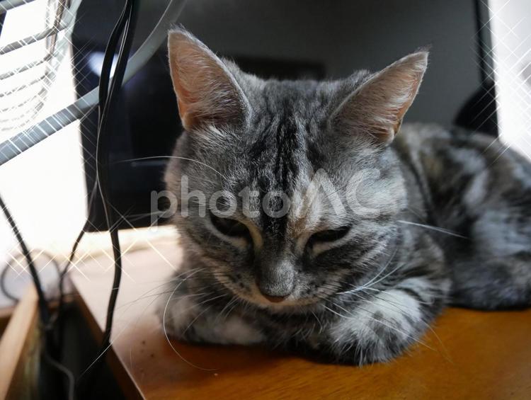 アメショのくーちゃんのアップ 動物,ねこ,ネコの写真素材