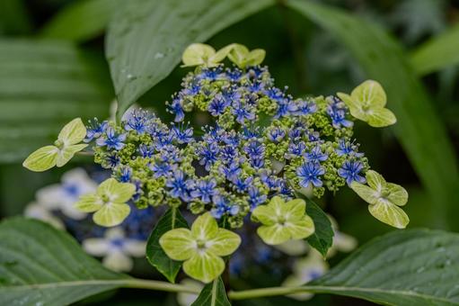 指扇アジサイまつり2025年 指扇アジサイまつり2025年 アジサイ,紫陽花,花の写真素材