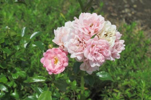 花壇に咲くピンクのフェアリーローズ 花壇に咲くピンクのフェアリーローズの写真