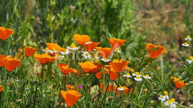 初夏の花・木場公園（東京都・江東区） 初夏,花,木場公園の写真素材