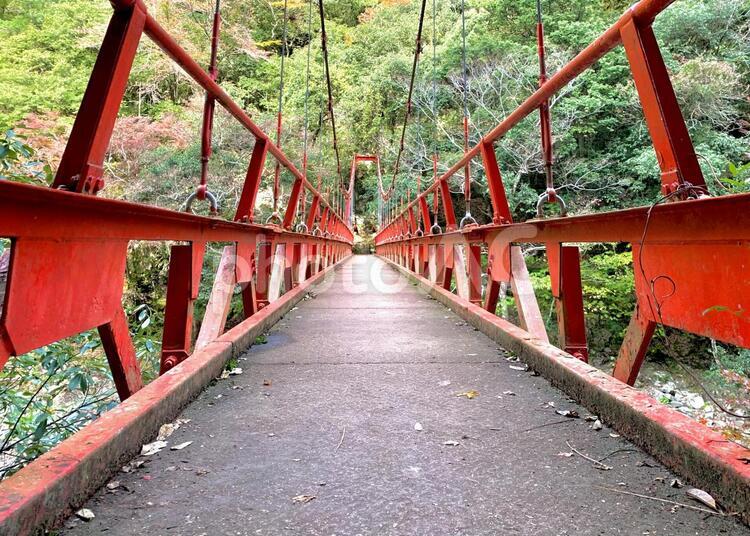 森の中の赤い桟橋 桟橋,橋,赤い桟橋の写真素材