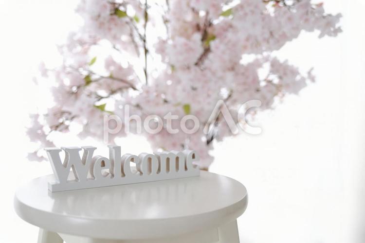 Welcome　桜背景 ウェルカム,桜,テキストスペースの写真素材