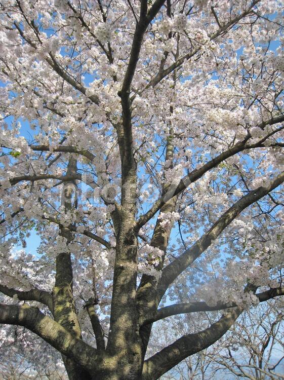 桜の木 桜,さくら,サクラの写真素材