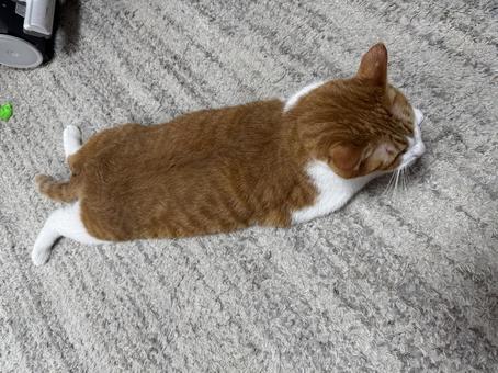 長いらてくん 長いらてくんの写真