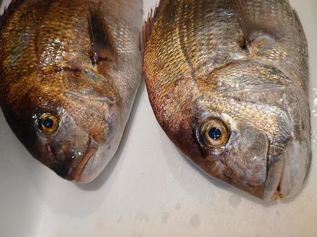 天然真鯛と養殖の真鯛 頭部 比較 天然真鯛と養殖の真鯛 頭部 比較 鯛,魚,魚屋の写真素材