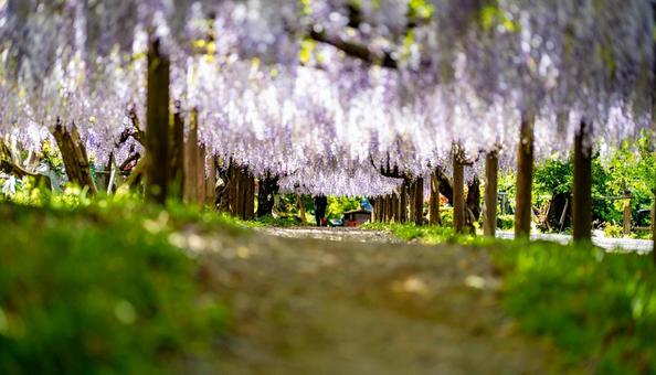藤棚に咲く満開の藤の花 藤棚に咲く満開の藤の花の写真