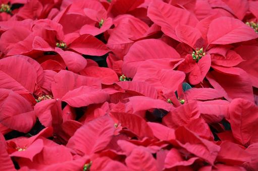 ポインセチア 植物,草,赤色の写真素材