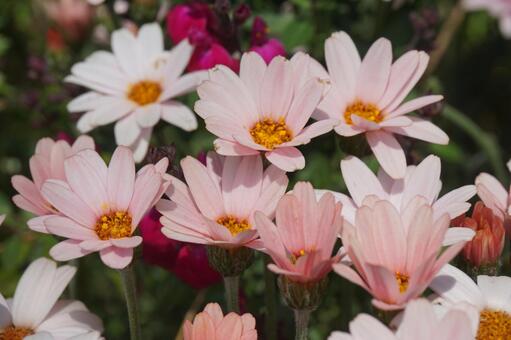 ピンク色の花 ピンク色の花の写真