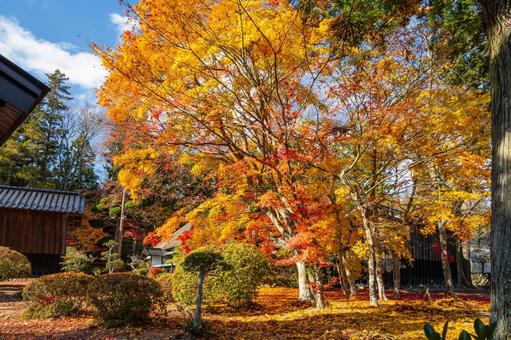 佐々木家住宅の秋景色⑷ 晩秋,紅葉,モミジの写真素材
