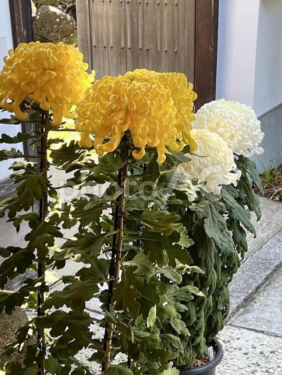 黄色と白の菊の花 菊,花,大輪の写真素材