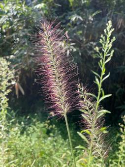 チカラシバ イネ科 陽光 キラキラ チカラシバ イネ科 陽光 キラキラの写真