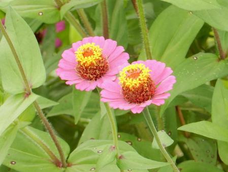 【花の写真】 ヒャクニチソウ（百日草）の写真