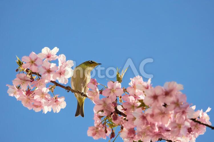 青空と桜と小鳥 桜,春,鳥の写真素材
