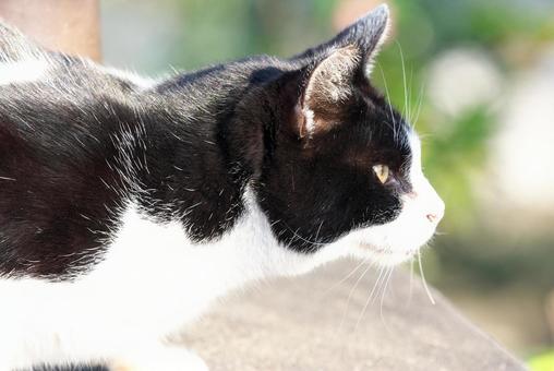 Cat hunting prey, JPG Cat hunting prey, JPG