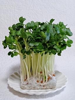 かいわれ大根 かいわれ,芽,野菜の写真素材