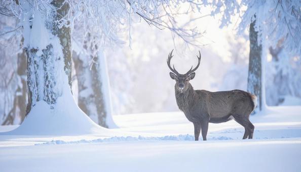 着雪した樹木とオスのエゾシカ 着雪した樹木とオスのエゾシカの写真