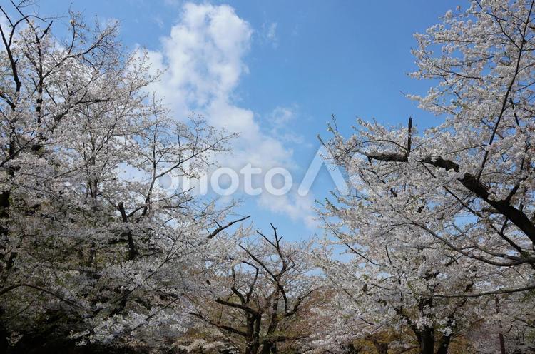 ４月上旬の東京代々木公園の桜の花 背景,桜,花の写真素材