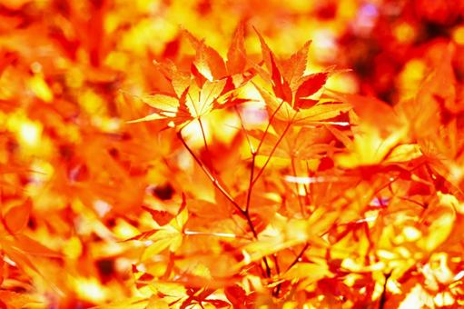 紅葉3 秋,紅葉,枯葉の写真素材