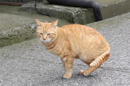 座ろうとする茶トラ猫 座ろうとする茶トラ猫 猫,野良猫,茶トラの写真素材