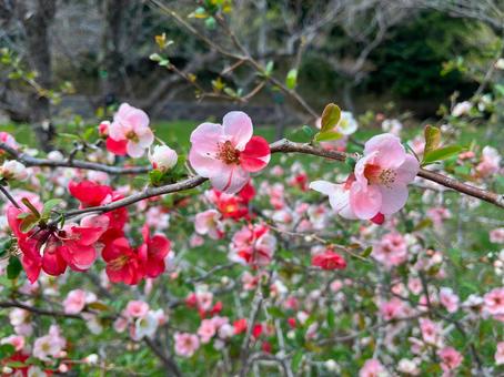 ボケの花 ボケの花の写真