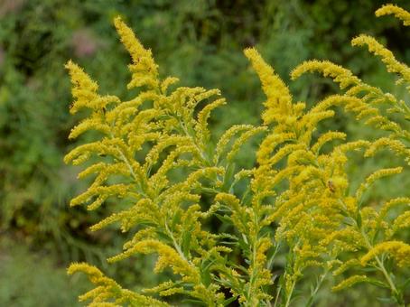 【花の写真】セイタカアワダチソウの写真