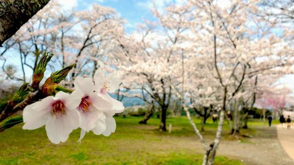 桜の園 桜の園の写真