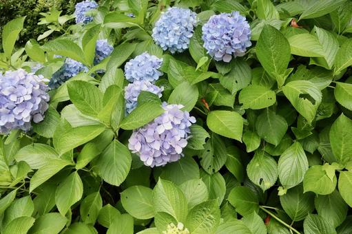 紫陽花 紫陽花 紫陽花,アジサイ,夏の写真素材