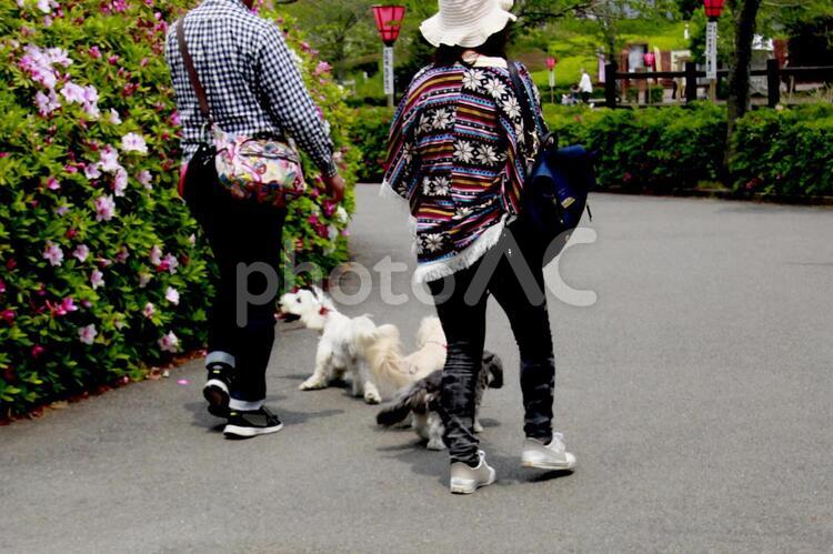 3匹の愛犬　02 いたずら,いぬ,お散歩の写真素材