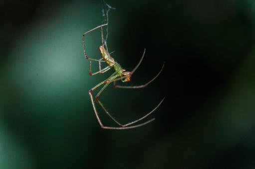 この姿は美しいアシナガグモ この姿は美しいアシナガグモ 昆虫,虫,生物の写真素材