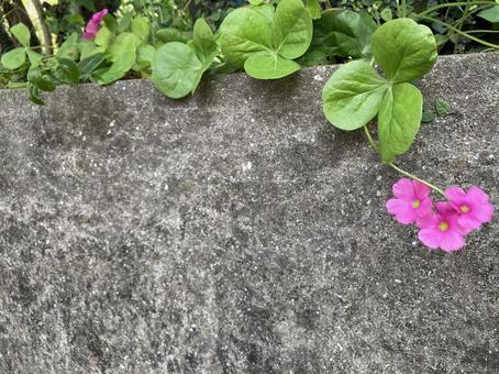 ハナカタバミ ハナカタバミの写真