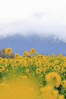 菜の花畑 菜の花畑の写真