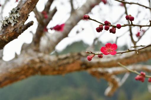梅の花 梅,花,春の写真素材