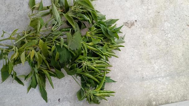 青い唐辛子を収穫しました 唐辛子,トウガラシ,とうがらしの写真素材