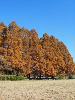 水元公園の紅葉・メタセコイアの森・葛飾区 秋,水元公園,紅葉の写真素材