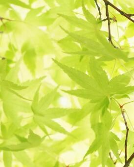 青もみじの写真
