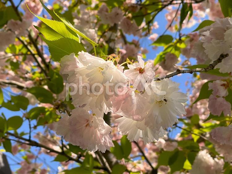 しょうげつ桜 さくら,春,サクラの写真素材