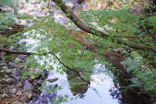 川辺にあるモミジ モミジ,川,葉の写真素材