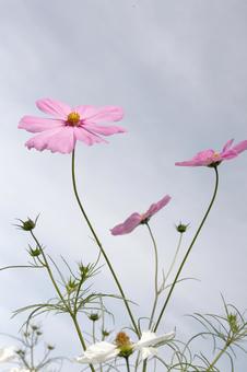 コスモス 秋 秋桜 コスモス 秋 秋桜 の写真