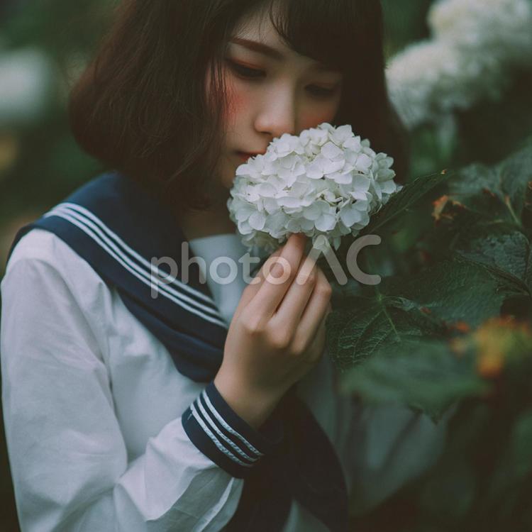 梅雨の季節、アジサイと少女の優しい時間 日本人,女の子,学生の写真素材