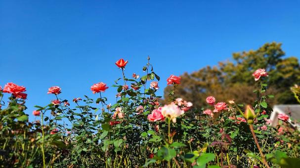 赤とピンクのバラと空の写真