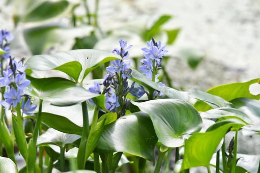ミズアオイ、青紫の花 ミズアオイ、青紫の花 ミズアオイ,花,きれいの写真素材