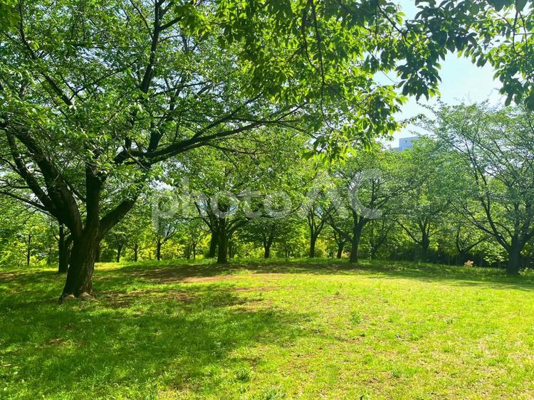 桜の木の公園 木,緑,公園の写真素材