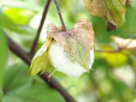 ふわふわ ふわふわ,花,flowerの写真素材