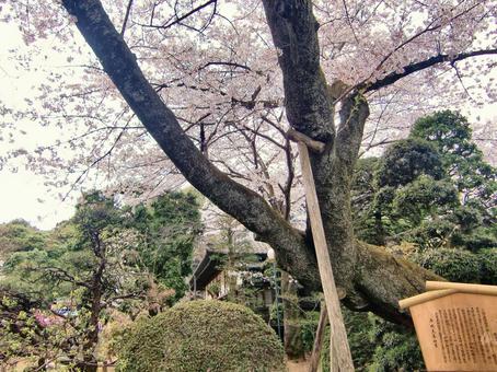 清水公園の桜-124 清水公園の桜-124の写真