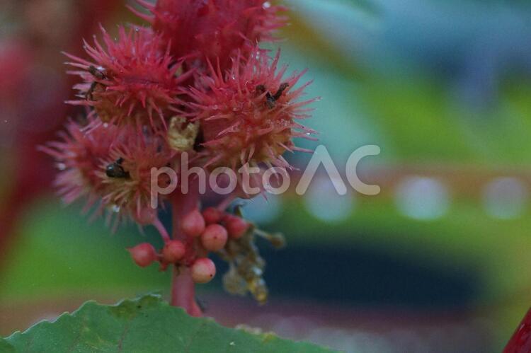 トウゴマ　雨上がり8 花,赤,緑の写真素材