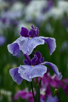 Pass the incense of Edo to now, JPG Pass the incense of Edo to now, plant, flower, iris, JPG