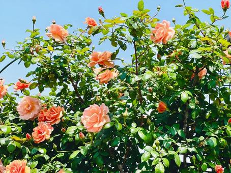 薔薇 薔薇の写真